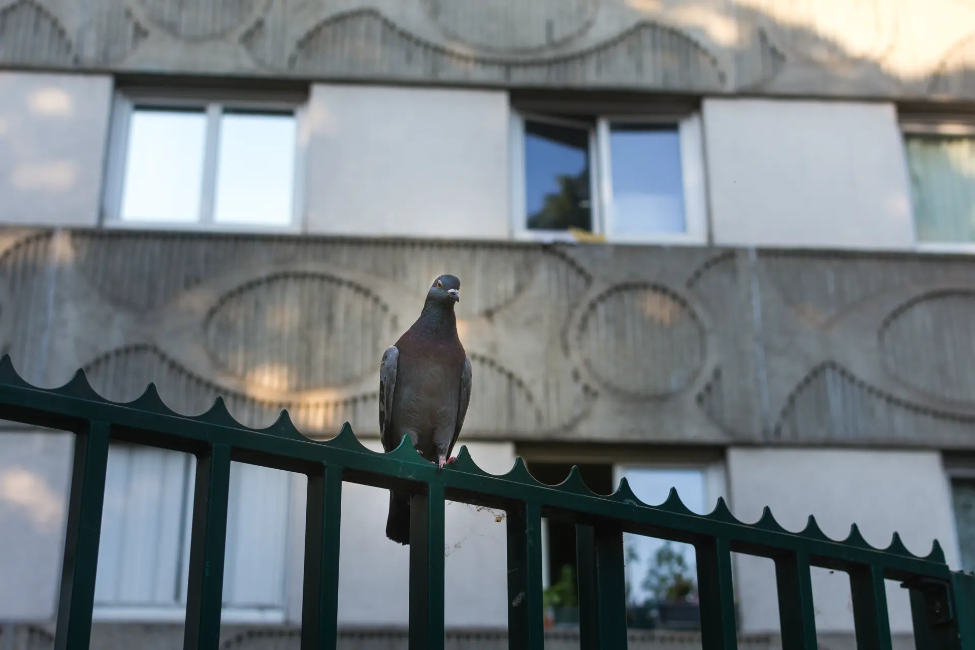 Pigeon. Journal du mercredi 7 juin 2023.