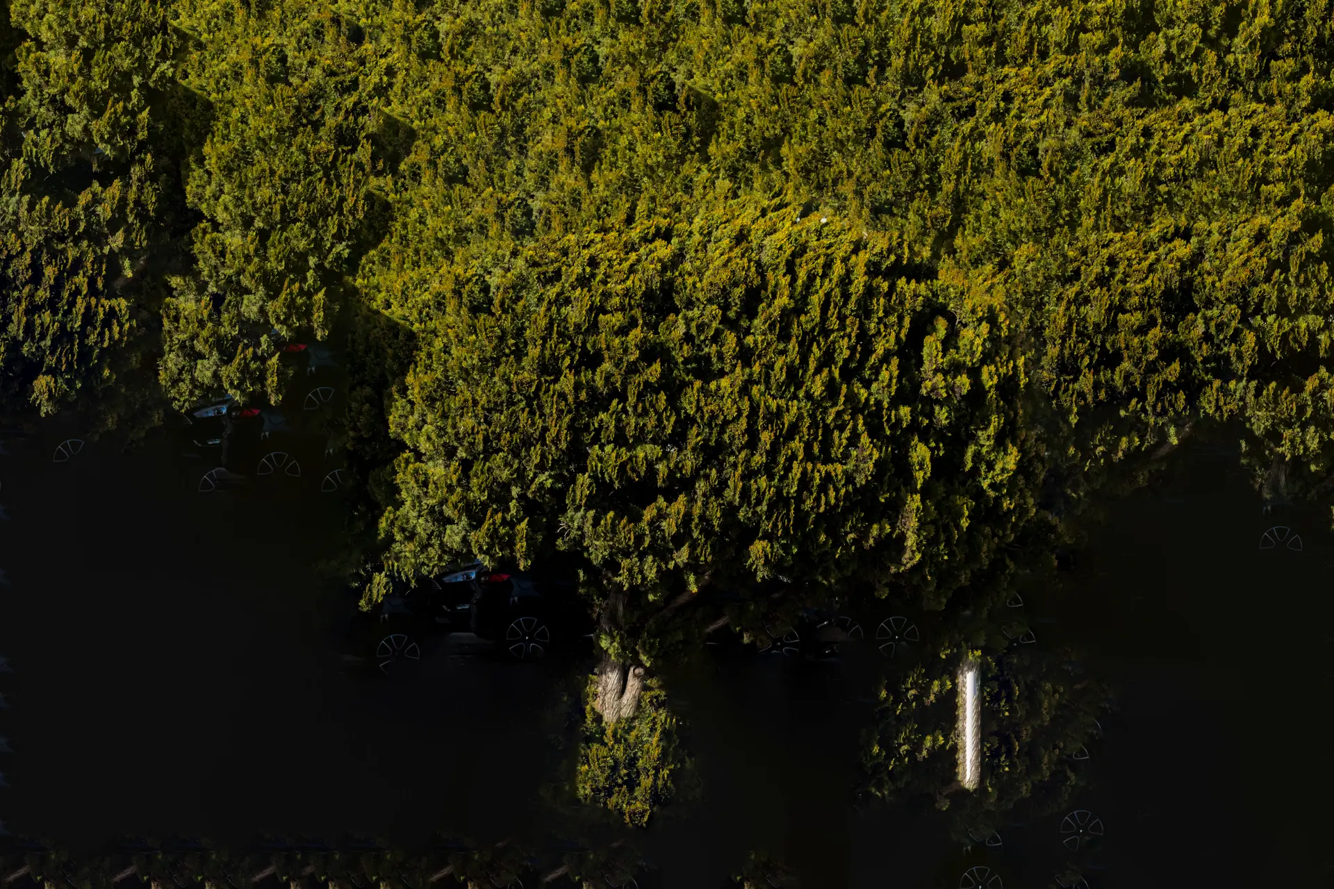 Arbre ? Toulon ? Restes du samedi 25 mars 2023 ?