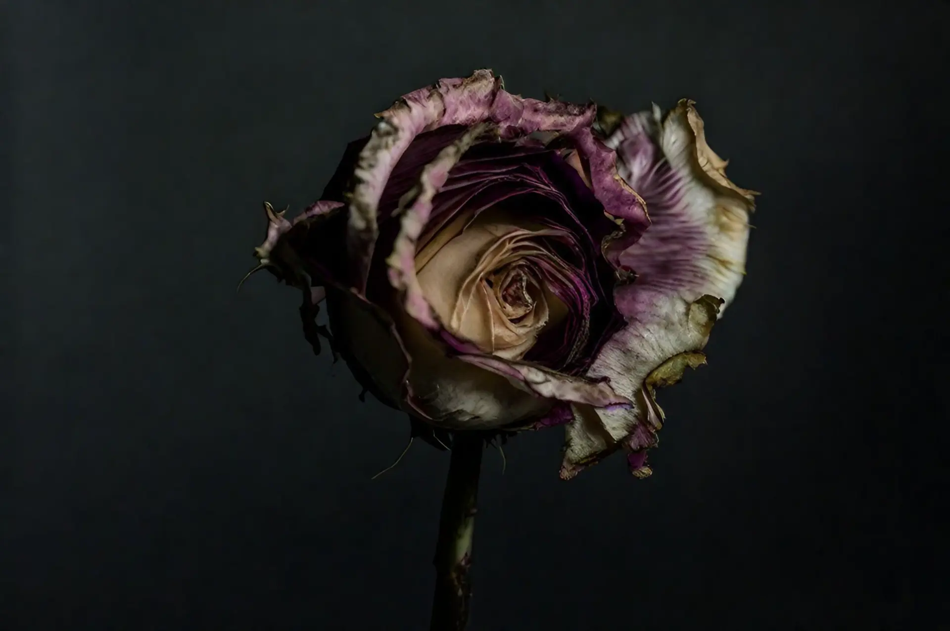 Fleur fanée ? Archive du samedi 13 mars 2021 ?
