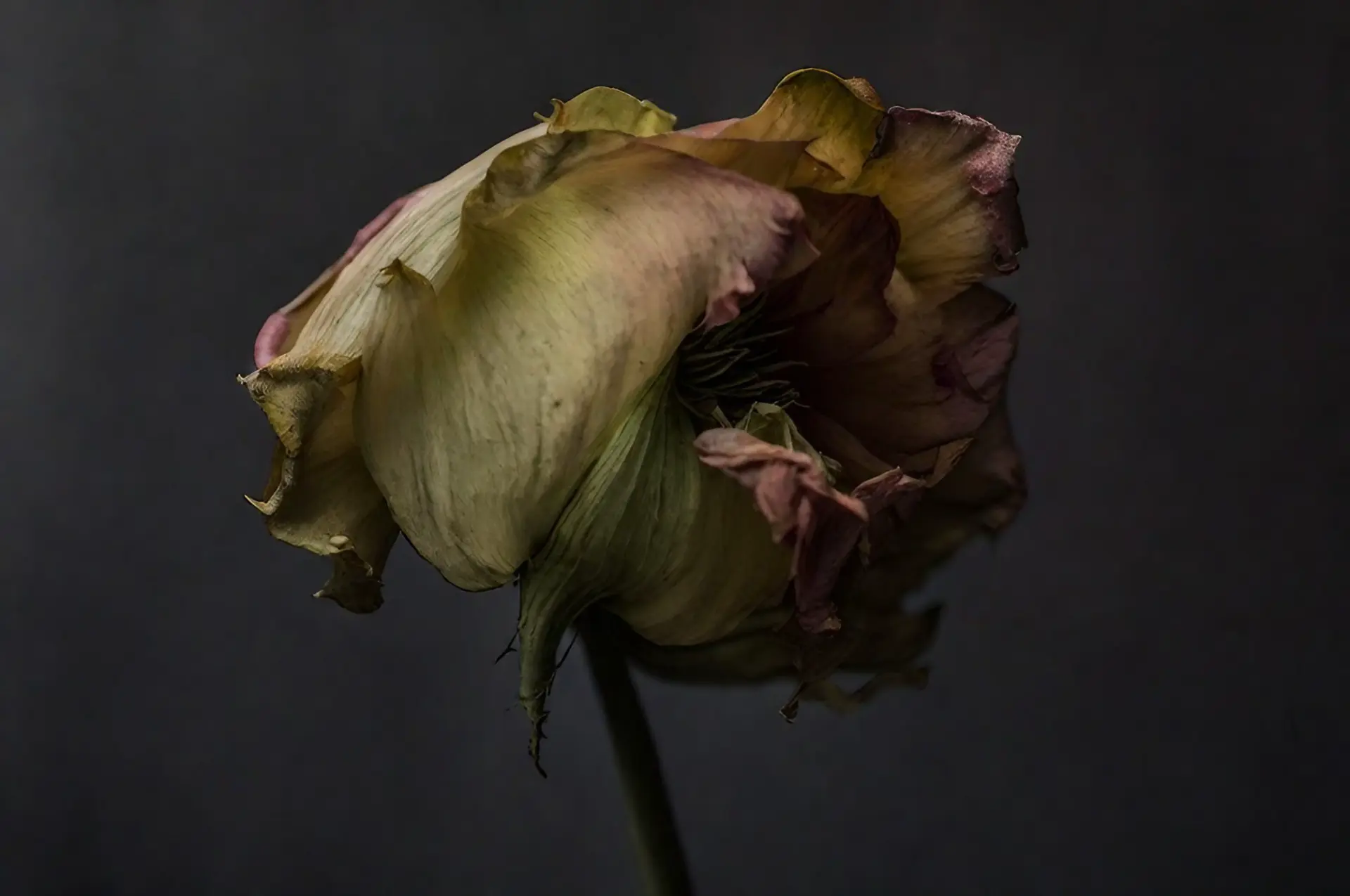 Fleur fanée ? Archive du samedi 13 mars 2021 ?