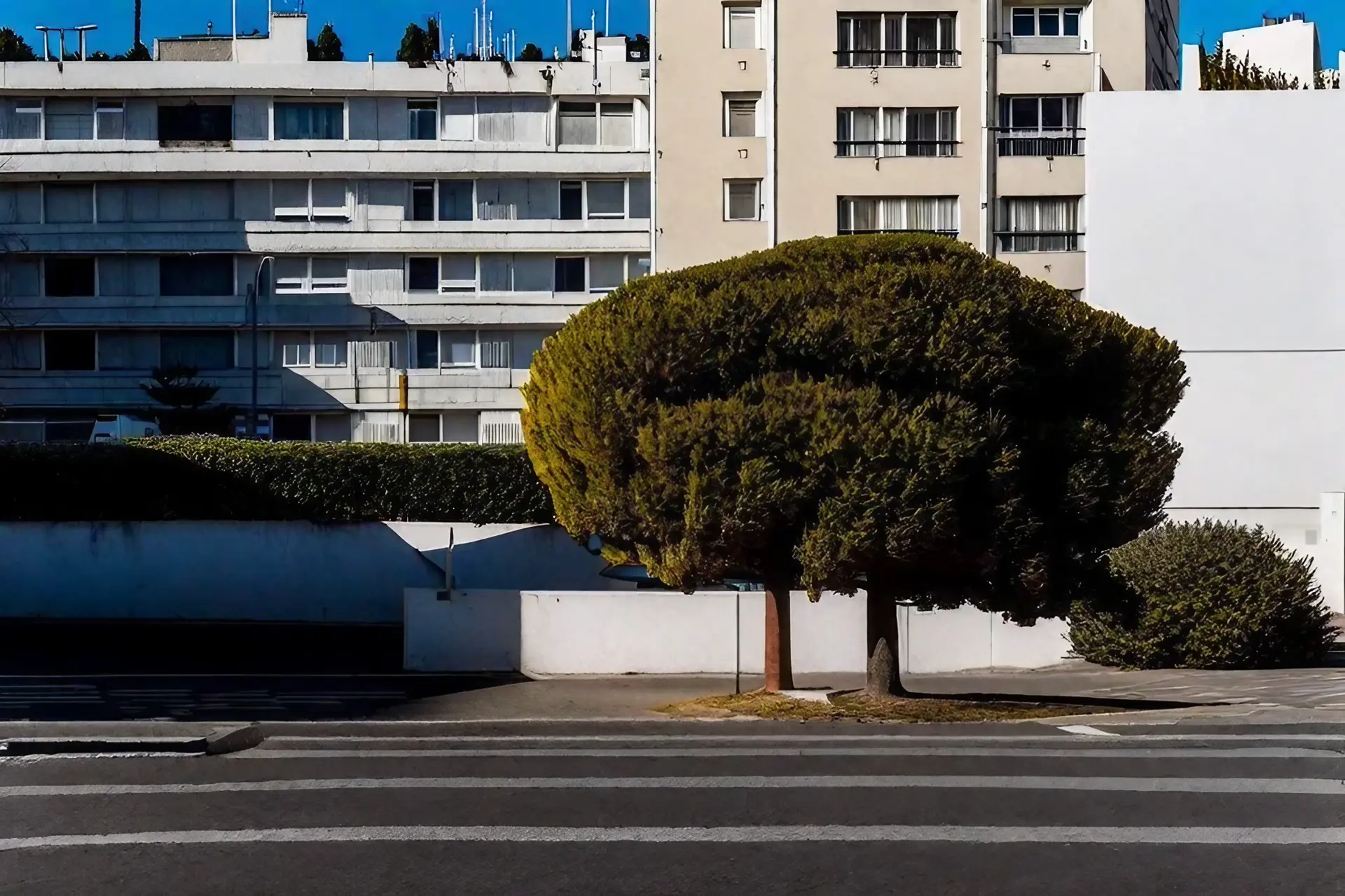 Arbre ? Toulon ? Archive du samedi 25 mars 2023 ?