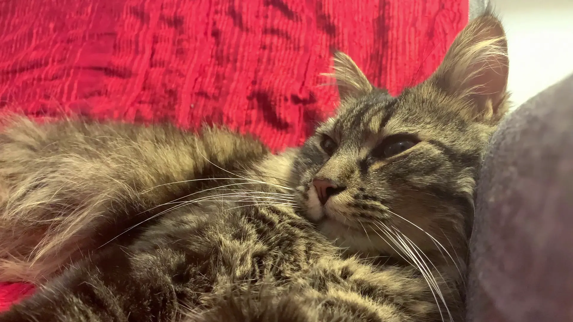 Raoûl, un chat qui mange de la salade.
