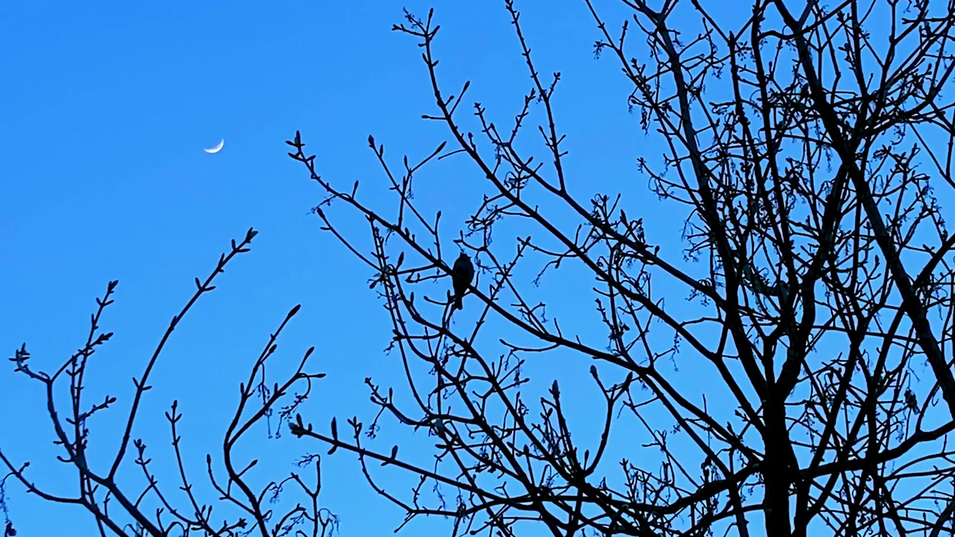 Oiseau, arbre, lune. Jardins passagers, La Villette, Paris 19e.