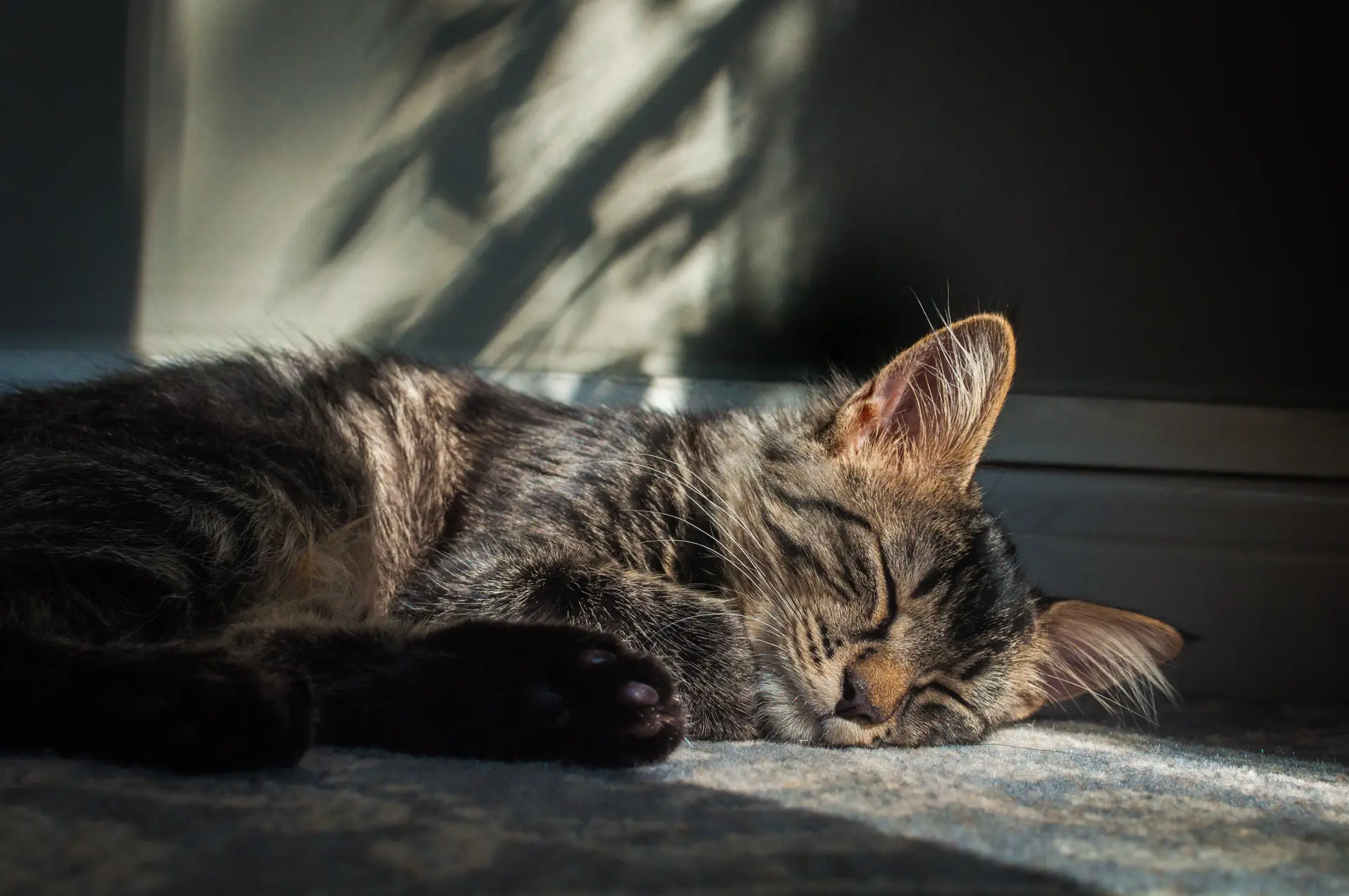 Raoûl dort.