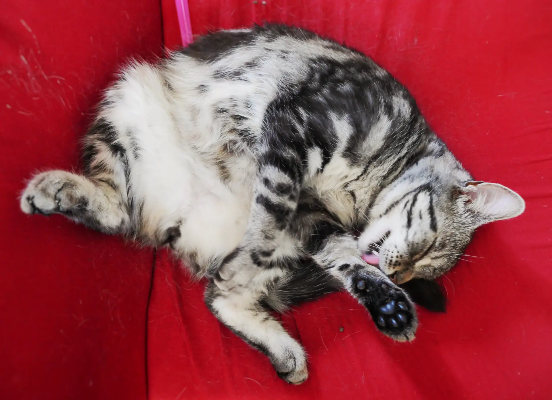 Ziggy le chat.