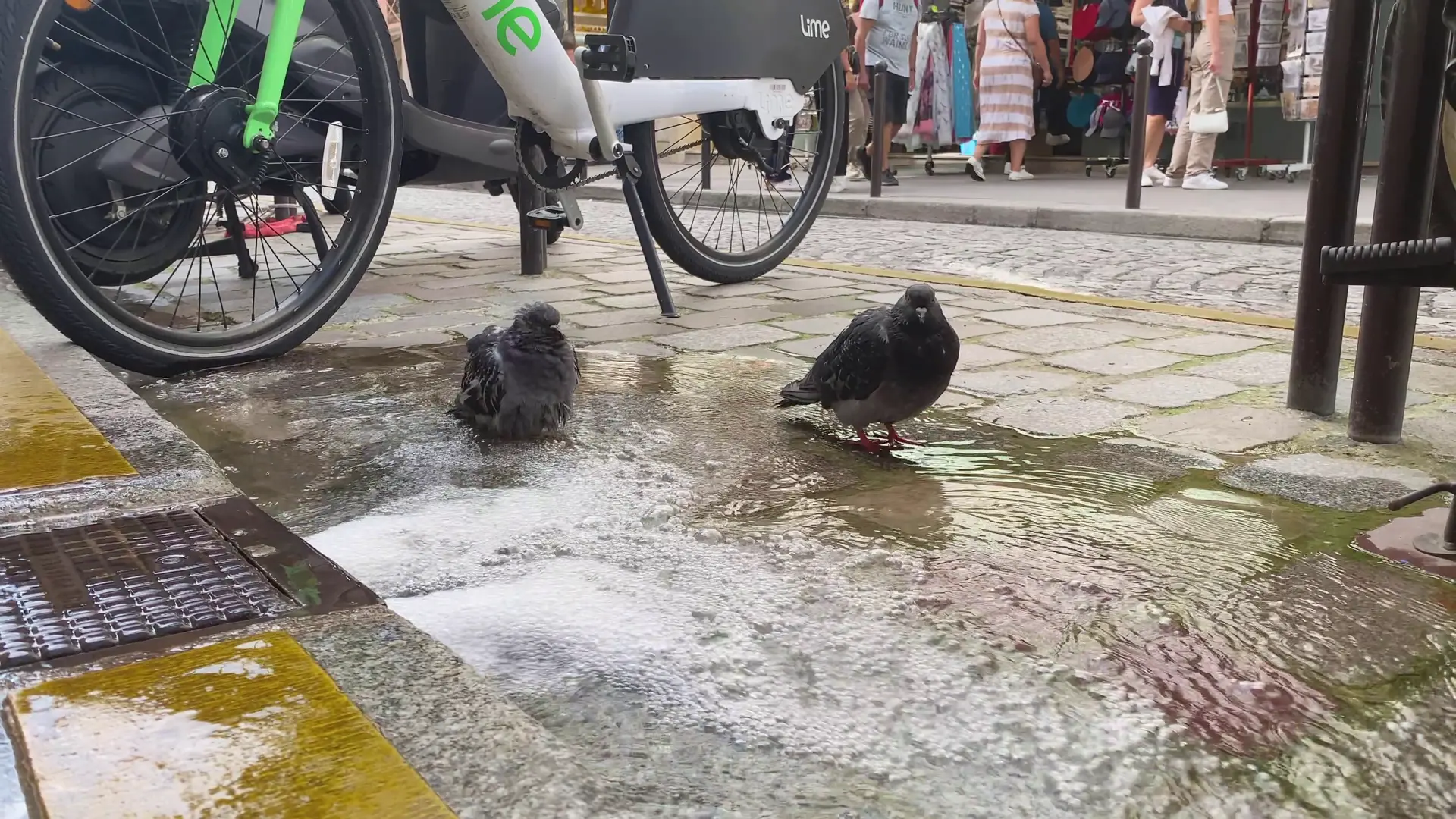 Pigeons, Paris 18e.