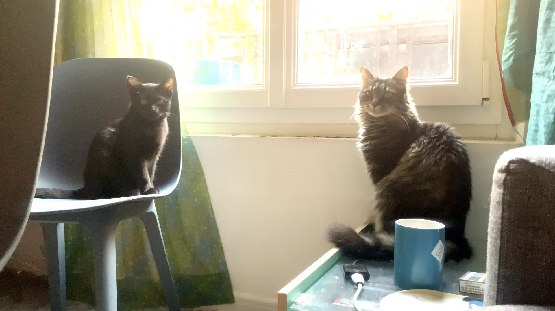 Ravie et Raoûl glandent près de la fenêtre.